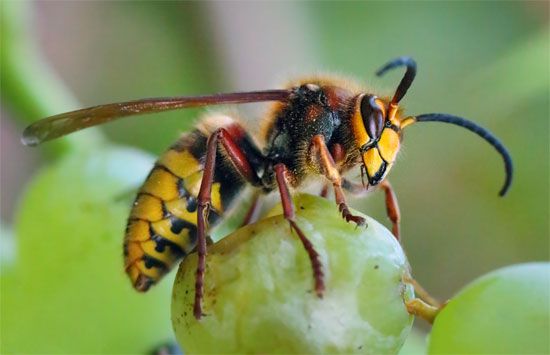 cebolapg.con - European hornet