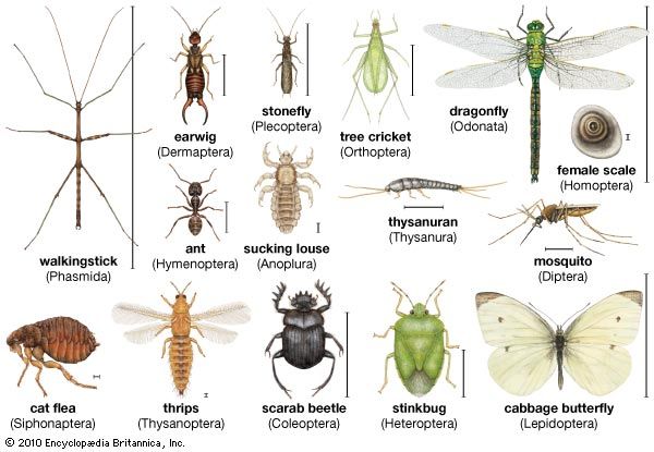 cebolapg.con - Insect diversity