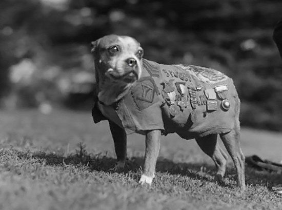 xvideio - Sergeant Stubby at your service
